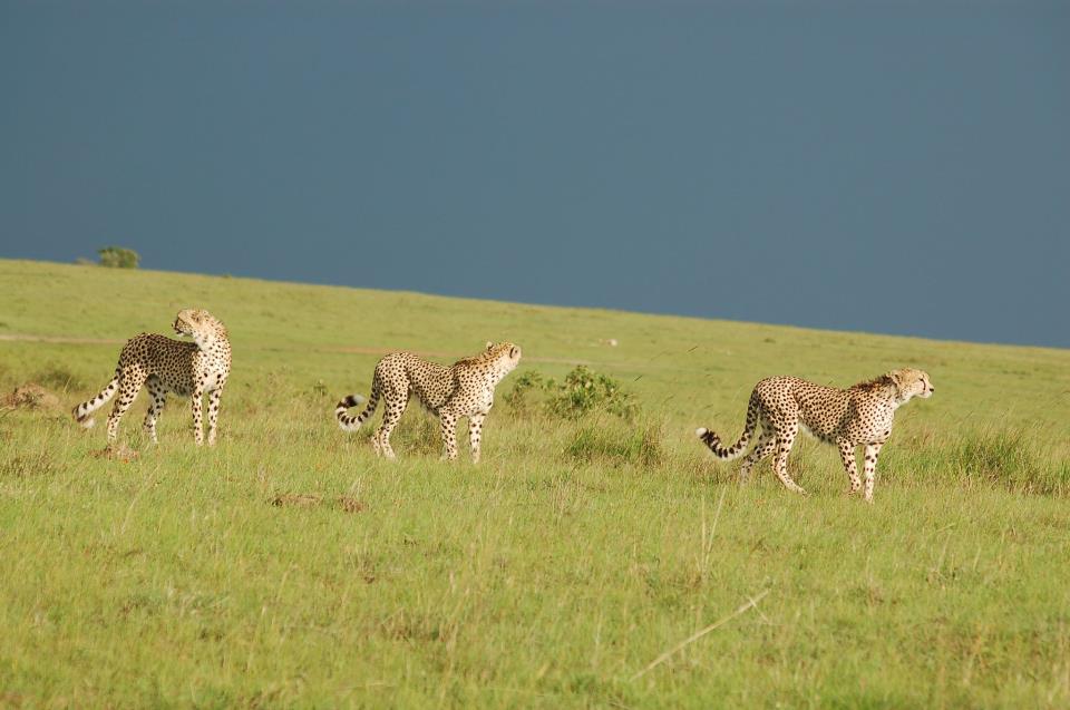 Image number 1 for Animal Migration Safari In Kenya 