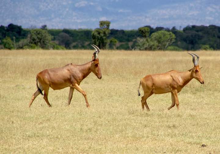 Image number 12 for 2 Days Of Thrill Ultimate Ol Pejeta Tour