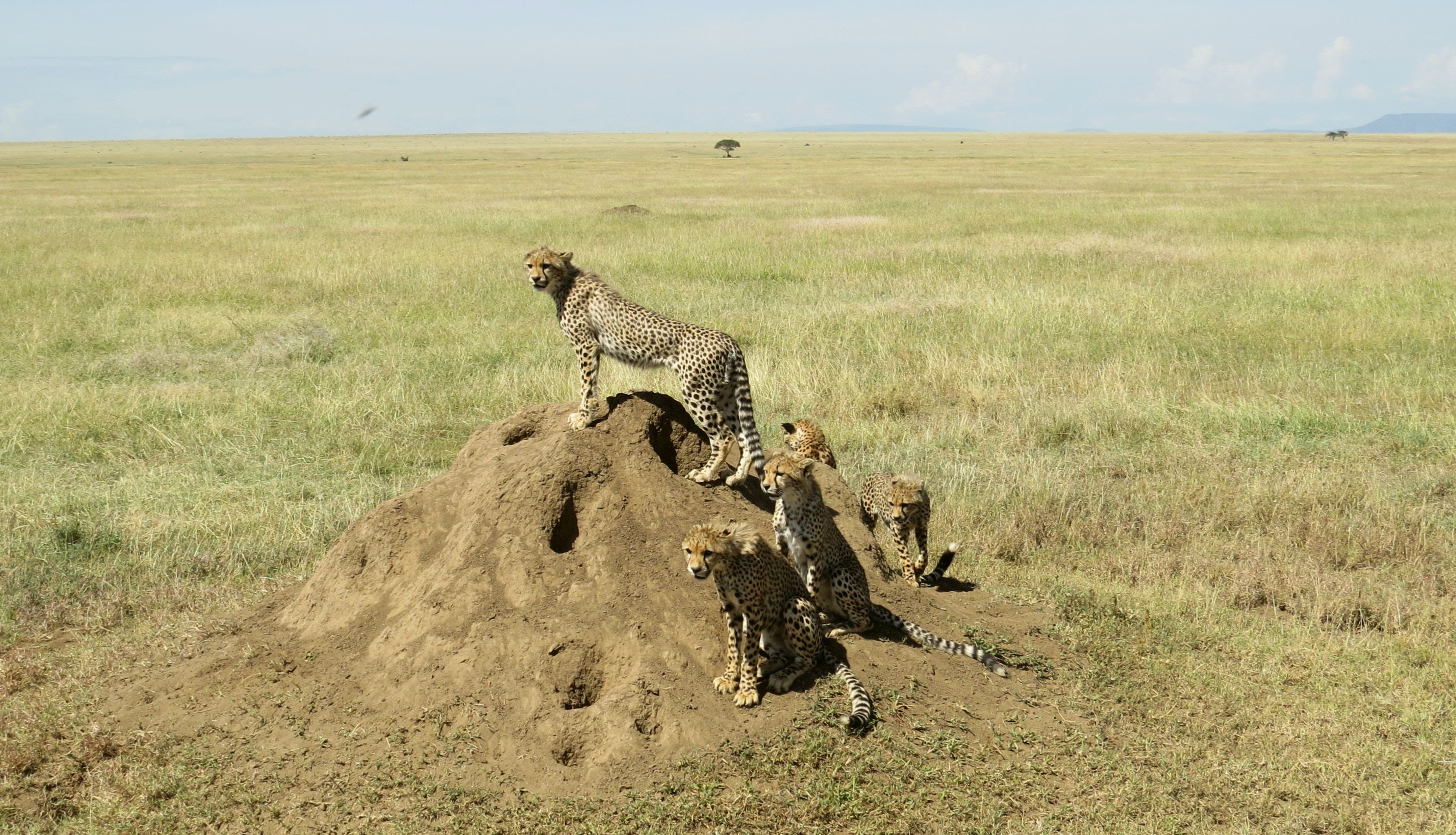 Image number 2 for 3-day Group To Serengeti & Ngorongoro