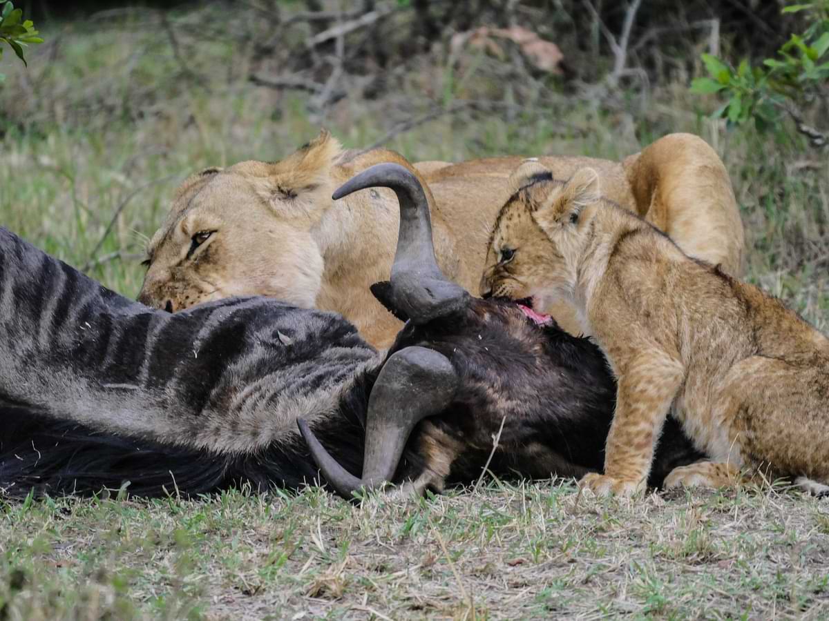 Image number 1 for 9-day Wildebeest Migration Safari