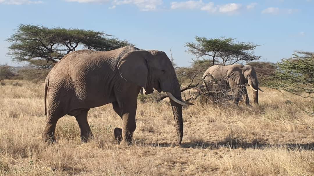 Image number 8 for Samburu And Buffalo Springs: A 3-day Wilderness.