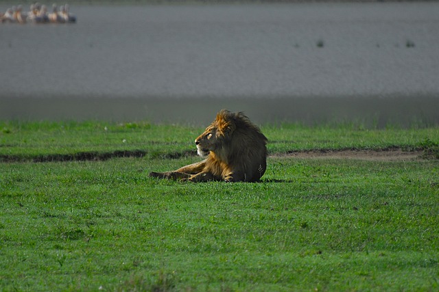 Image number 2 for 3 Days Serengeti Migration Safari