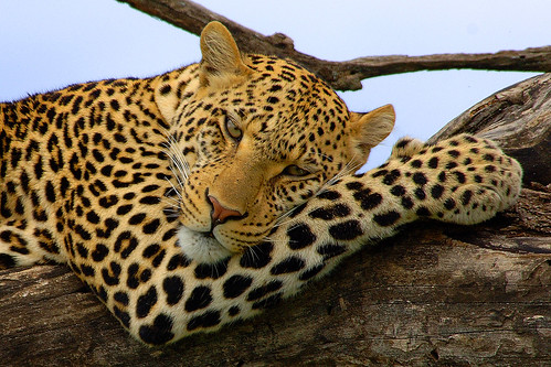 Image number 3 for 3 Days Tanzania  Northern Safari