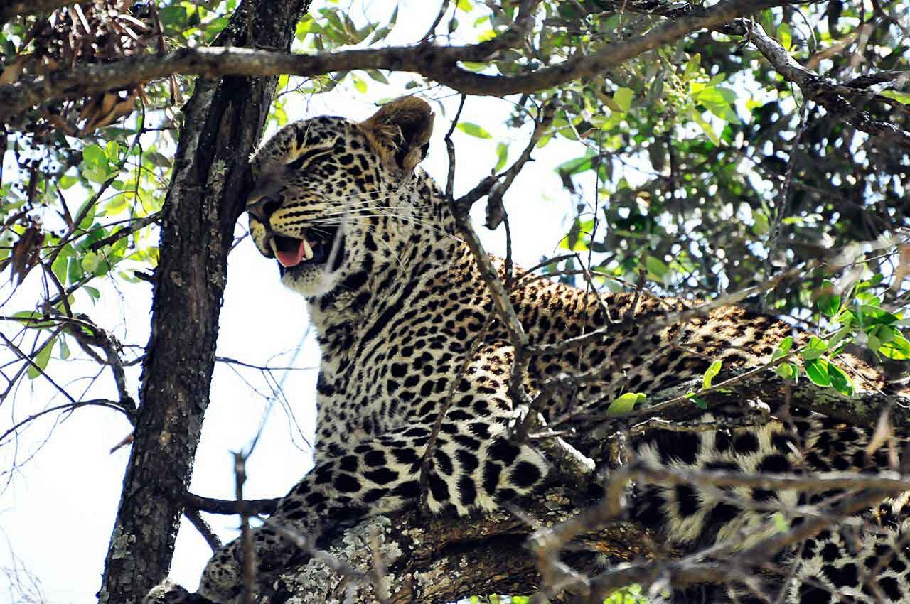 Image number 4 for  Serengeti & Lake Manyara   