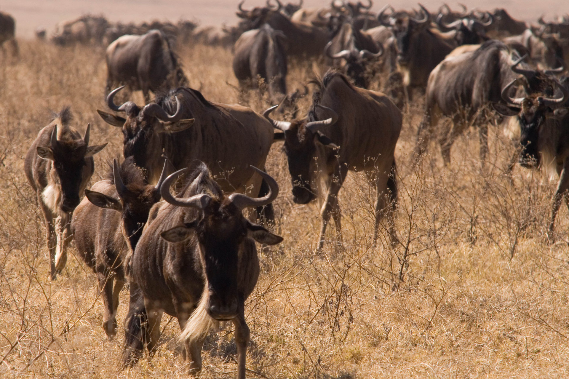 Image number 2 for 3 Days Lodge Safari