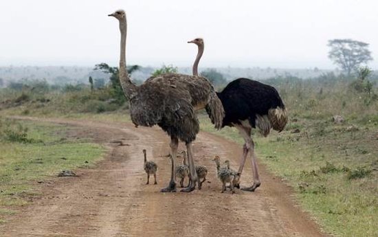 Image number 7 for 2 Days Of Thrill Ultimate Ol Pejeta Tour