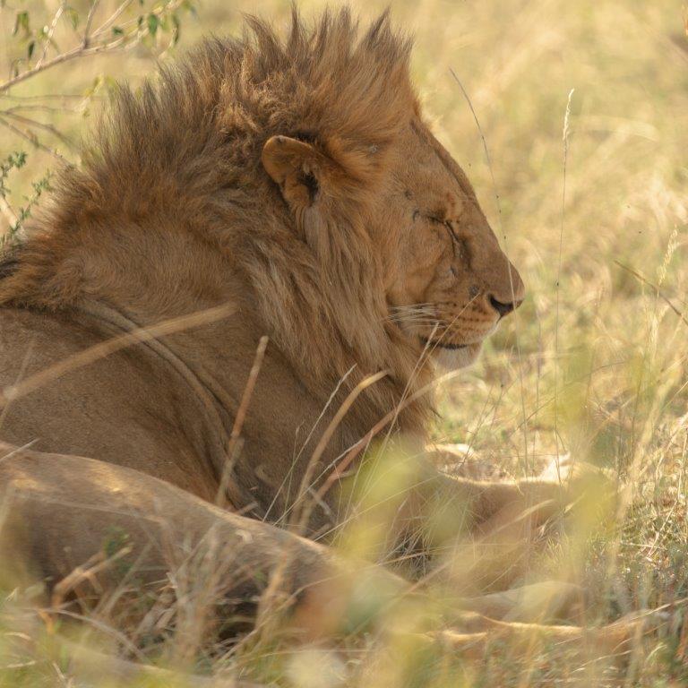 Image number 2 for 4 Days Tanzania Private Safari