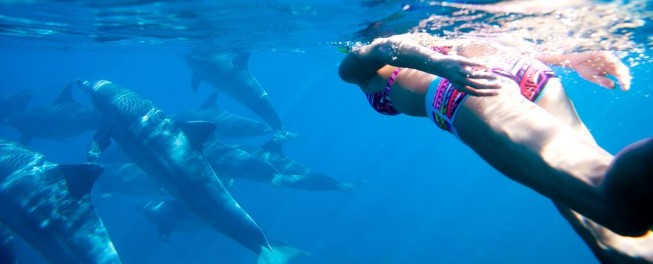Image number 6 for Dolphins Tour & Snorkeling At Mnemba