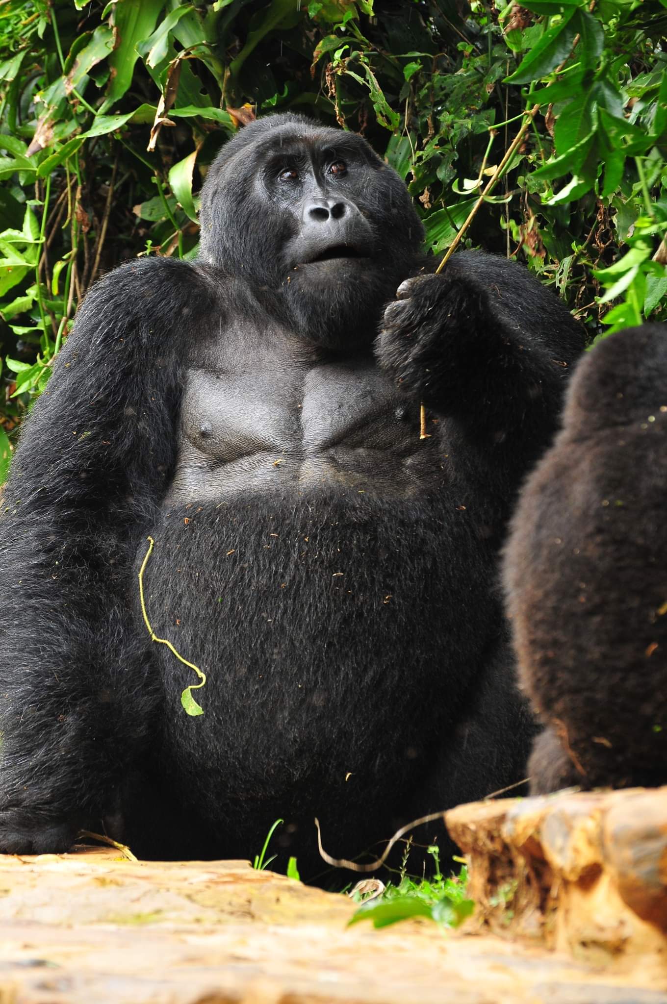 Image number 3 for 3 Dyas Gorilla Tracking In Uganda 