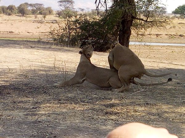 Image number 7 for Selous And Mikumi Safari