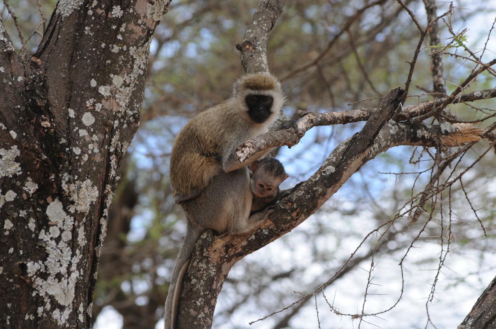 Image number 7 for Classic Serengeti Adventure