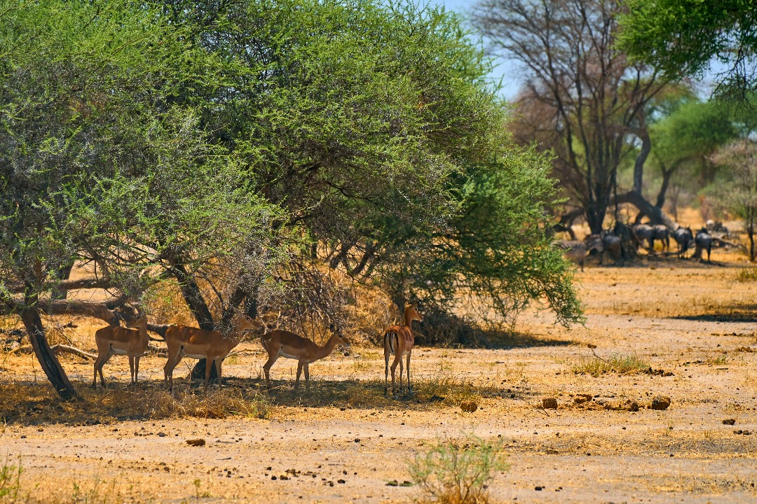 Image number 2 for 5 Days Tanzania Budget Camping Safari