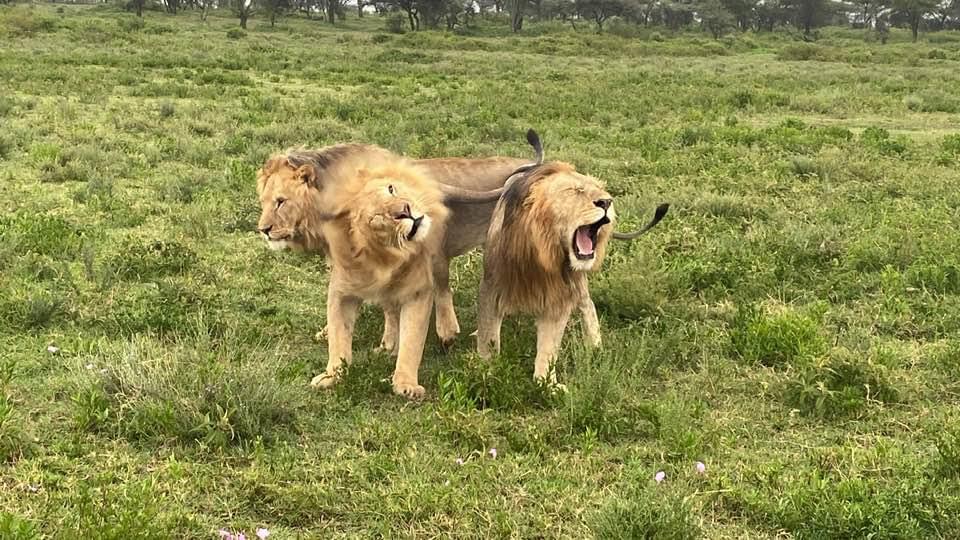 Image number 5 for Safari To Mikumi By Sgr Train From Dar Es Salaam