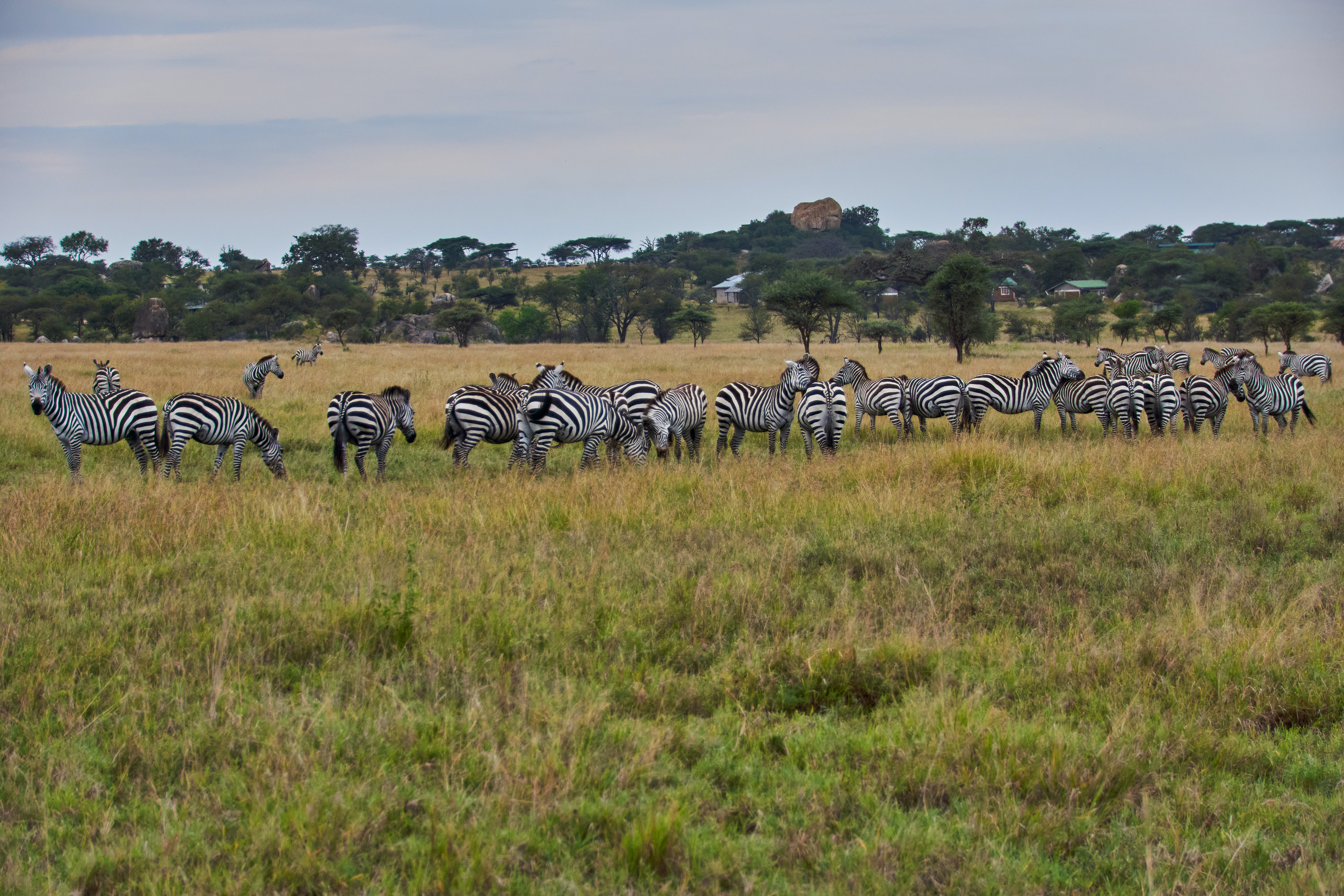 Image number 4 for 6 Days Serengeti Migration