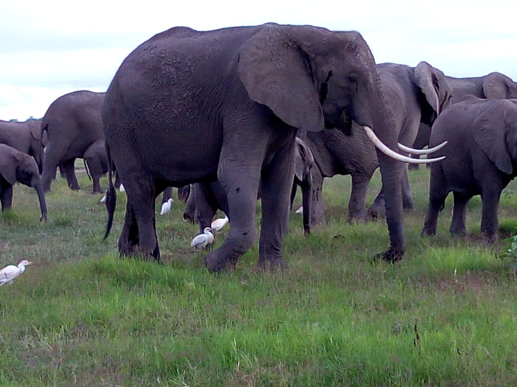 Image number 2 for  Masai Mara Migration Safari