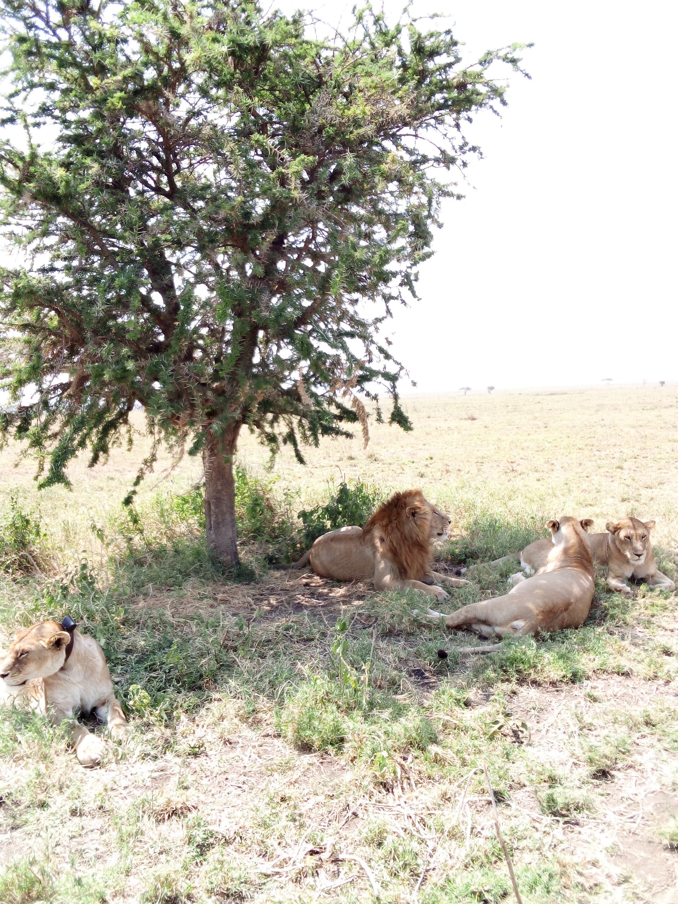 Image number 4 for 8 Days Serengeti Safari