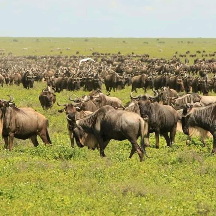 Image number 23 for  Ngorongoro And Serengeti Camping Tour