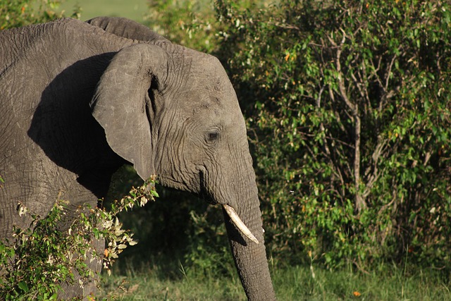 Image number 1 for 5-day Serengeti Migration Safari