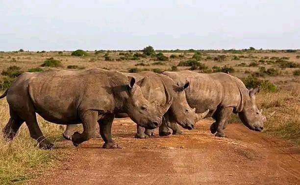 Image number 5 for 2 Days Of Thrill Ultimate Ol Pejeta Tour