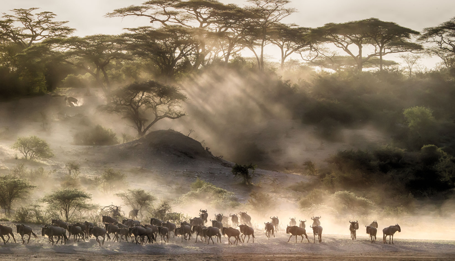 Image number 6 for 7-day Serengeti Wildebeest Migration Safari