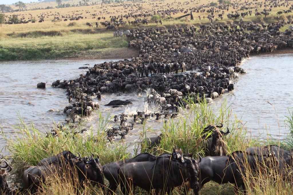 Image number 4 for 7-day Serengeti Wildebeest Migration Safari