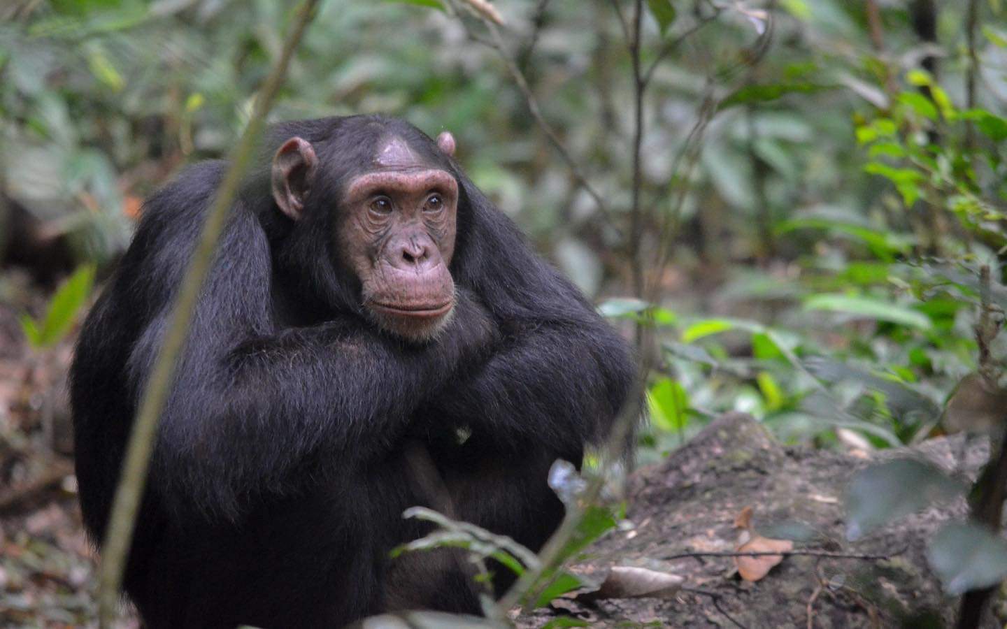 Image number 5 for 5 Days Gorilla And Chimpanzee Safari