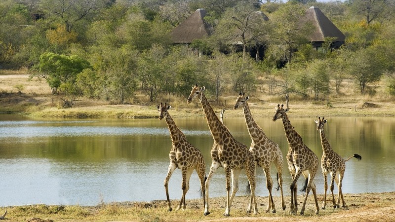 Image number 1 for Discover Tsavo: A 3-day Private Safari Experience