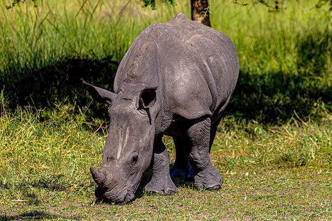 Image number 4 for Ziwa Rhino Tracking