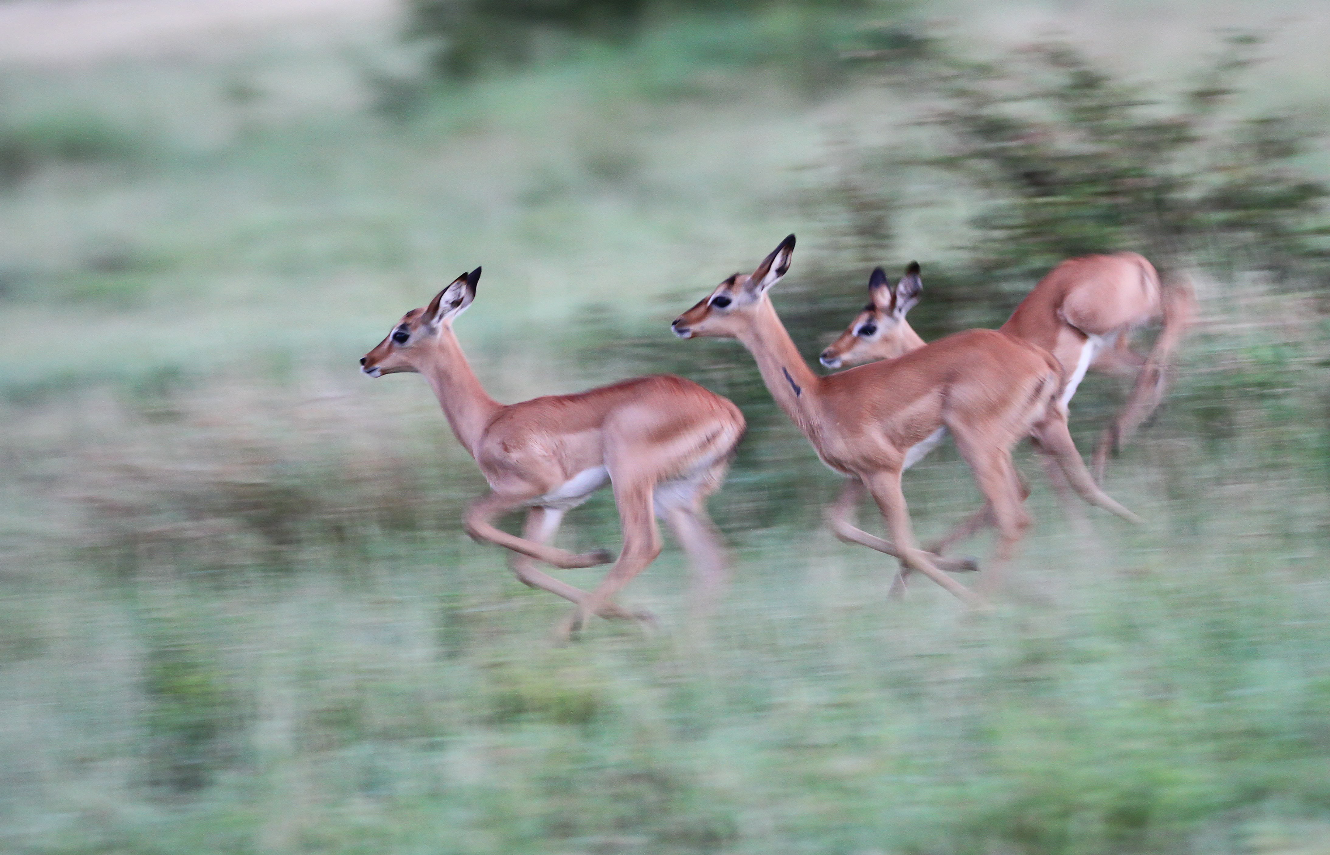 Image number 3 for 4 Days Serengeti Migration Safari 