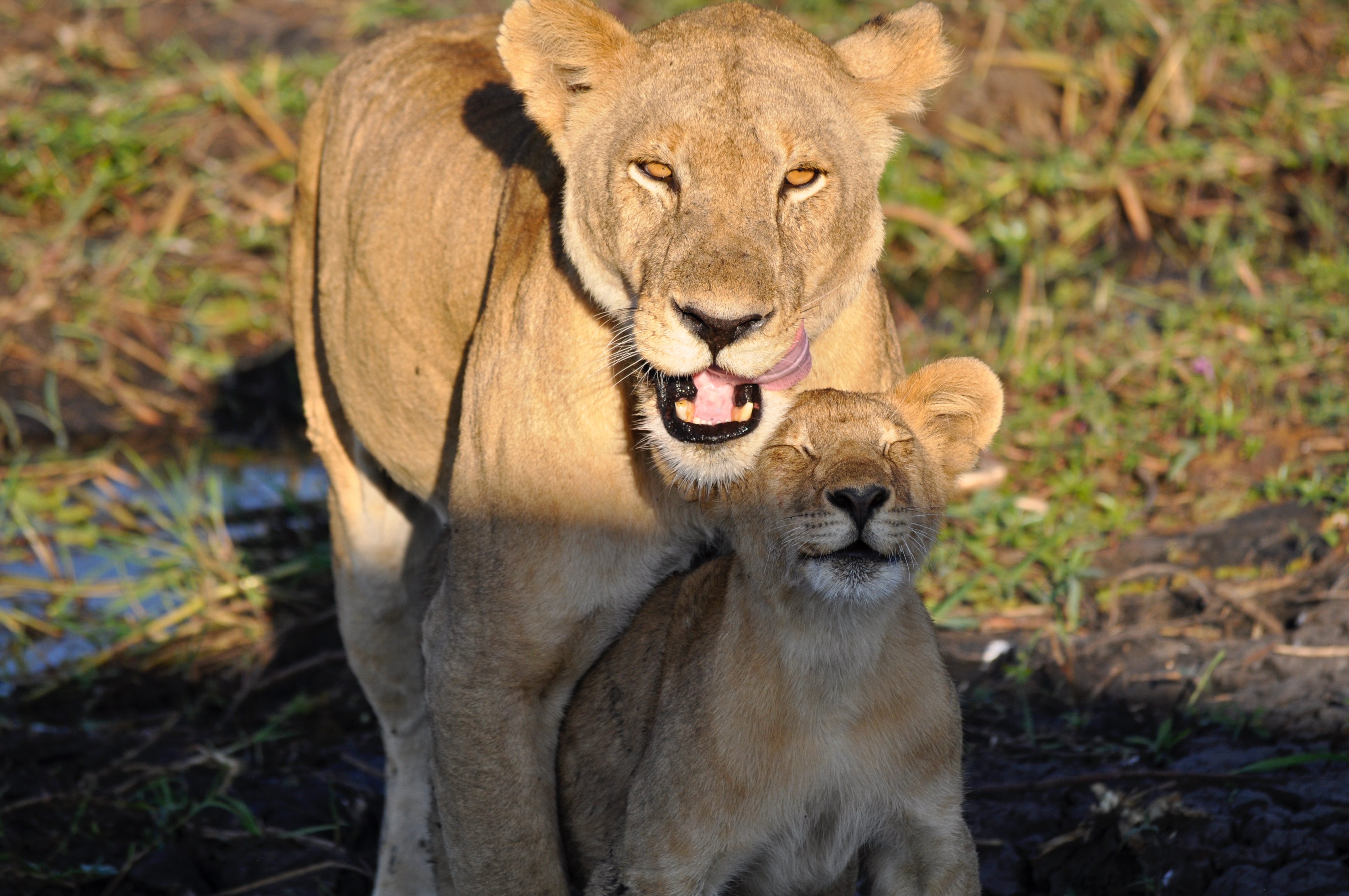 Image number 1 for 4 Days Tanzania Mid-range Safari 