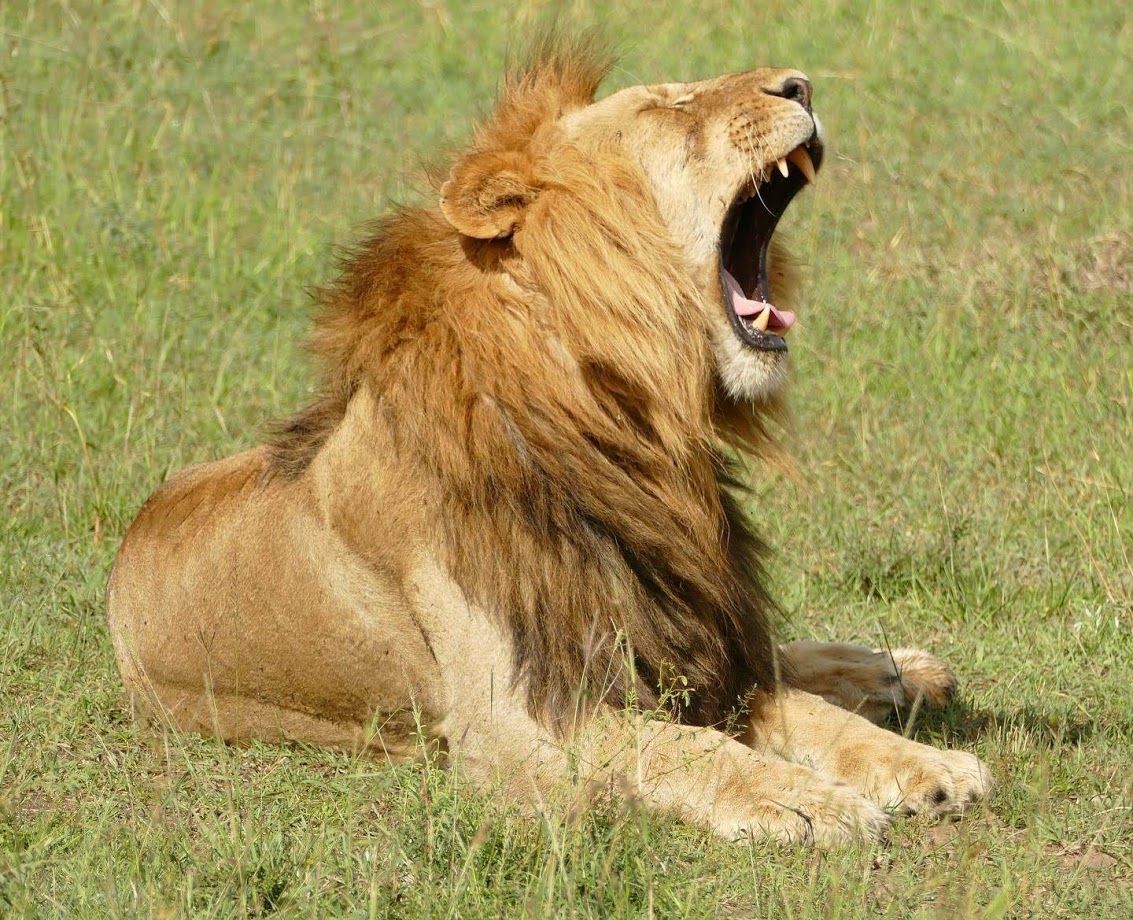 Image number 3 for Tanzania Safaris