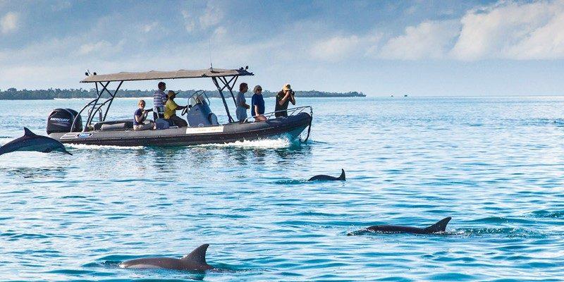 Image number 2 for Dolphins Tour & Snorkeling At Mnemba