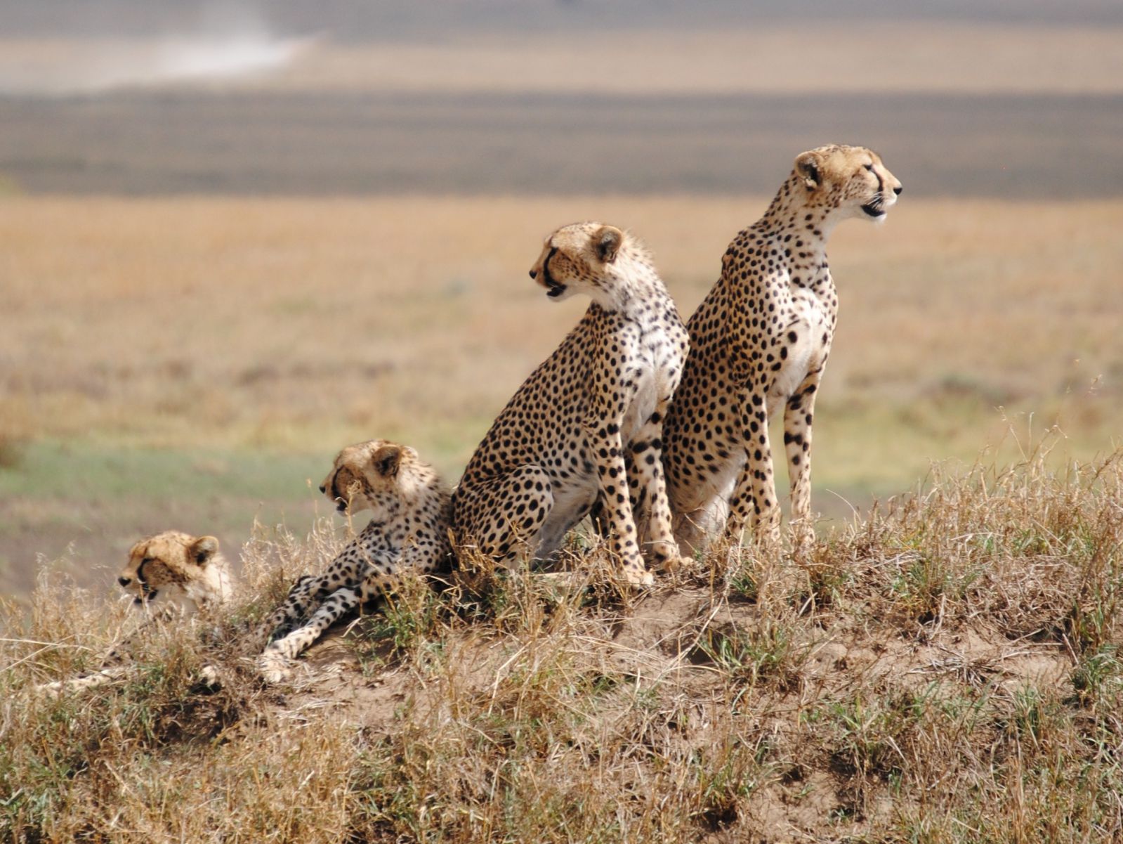 Image number 9 for 4-days Wildlife Wonders Adventure Through Tanzania