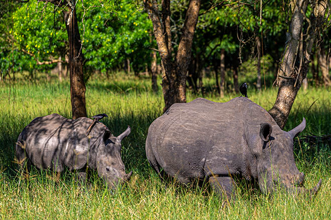 Image number 5 for Ziwa Rhino Tracking
