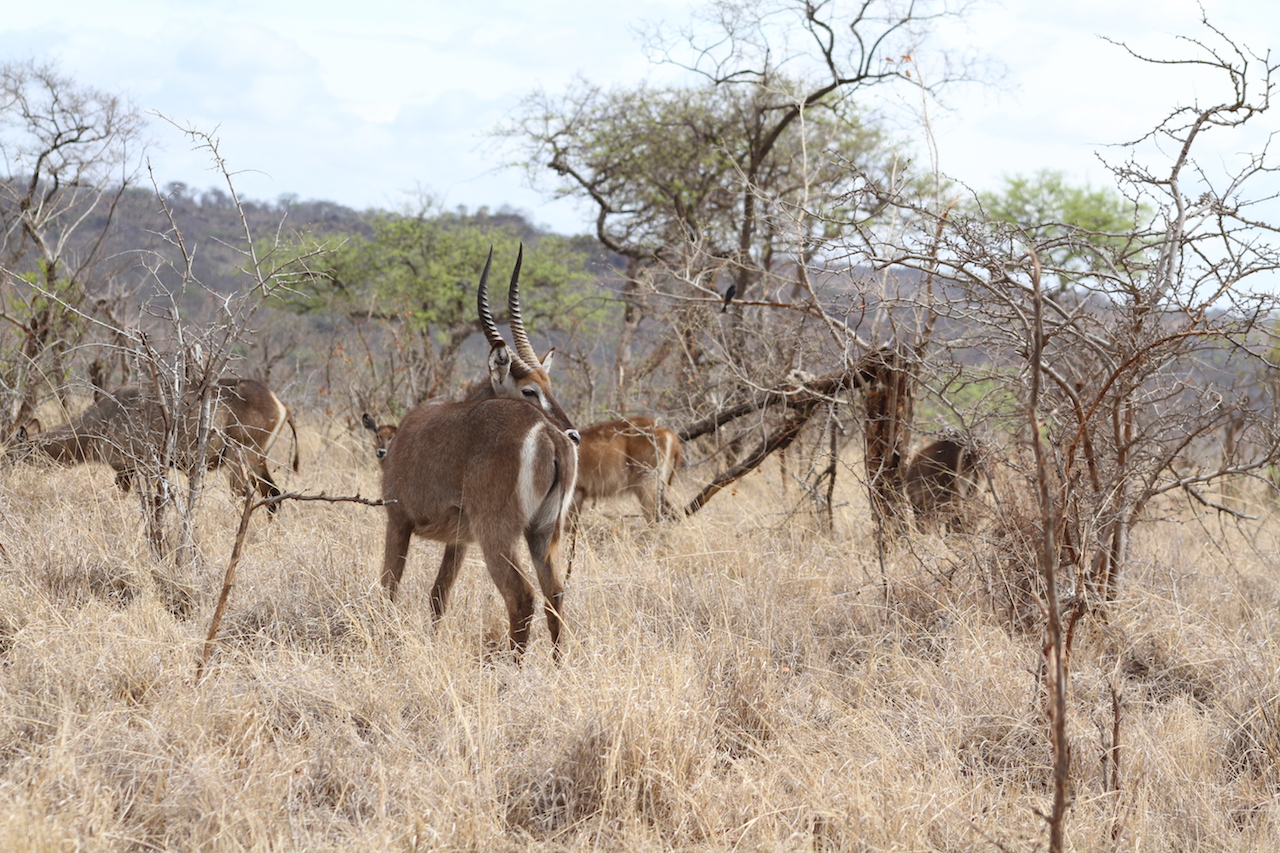 Image number 1 for 4 Days  Serengeti Migration Fly In 