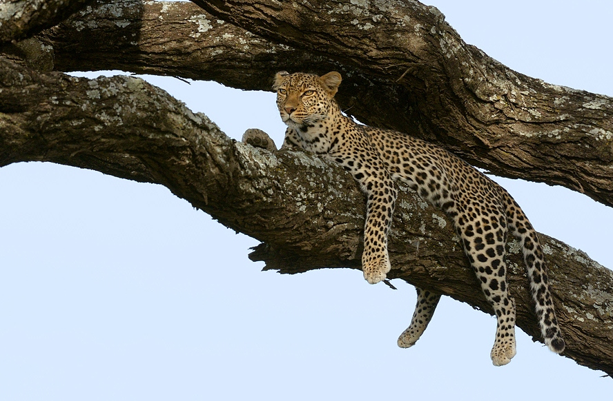 Image number 2 for 3 Days Mikumi Adventure Tented Camps Safari