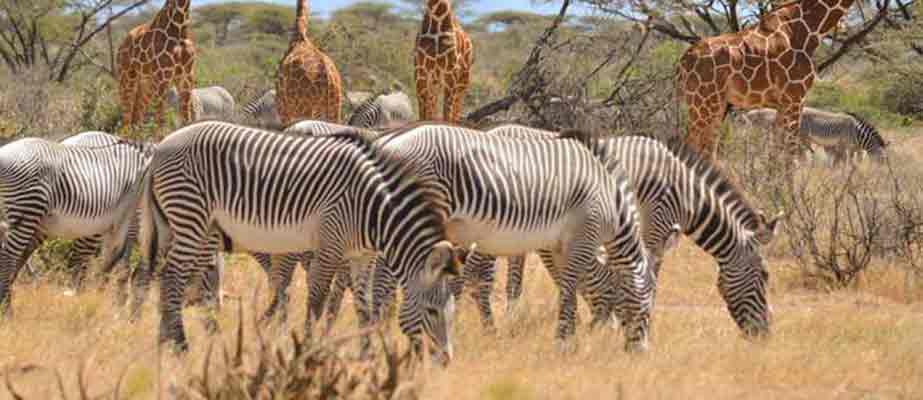 Image number 3 for 16 Days Combo Safaris Kenya And Tanzania