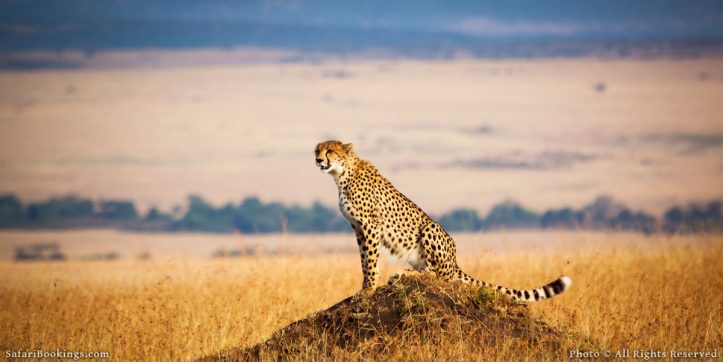 Image number 1 for  Ngorongoro, Serengeti & Lake Manyara