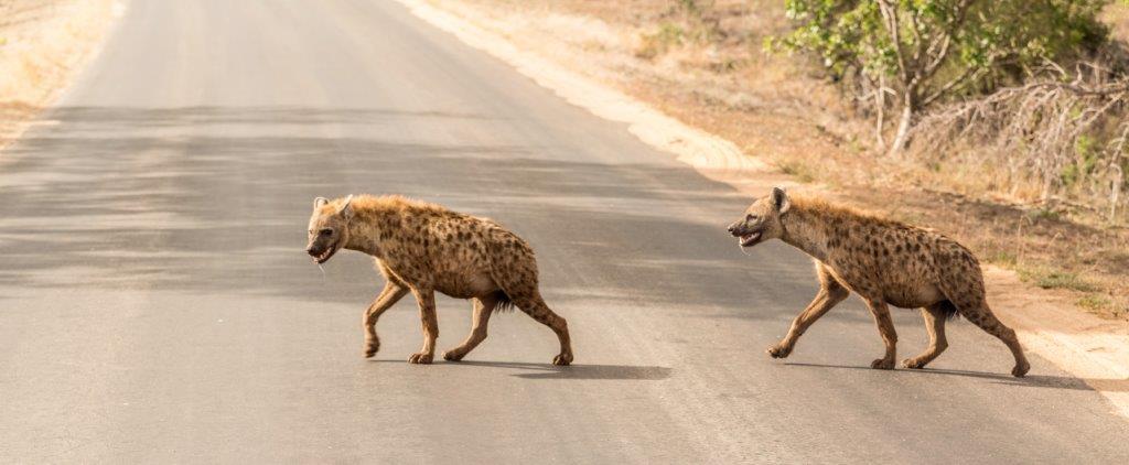 Image number 6 for 5 Days Tanzania Sharing Safari