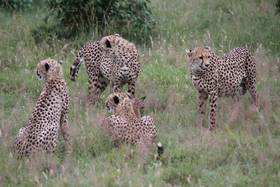 Image number 1 for  Serengeti Budget Safari With Big Five