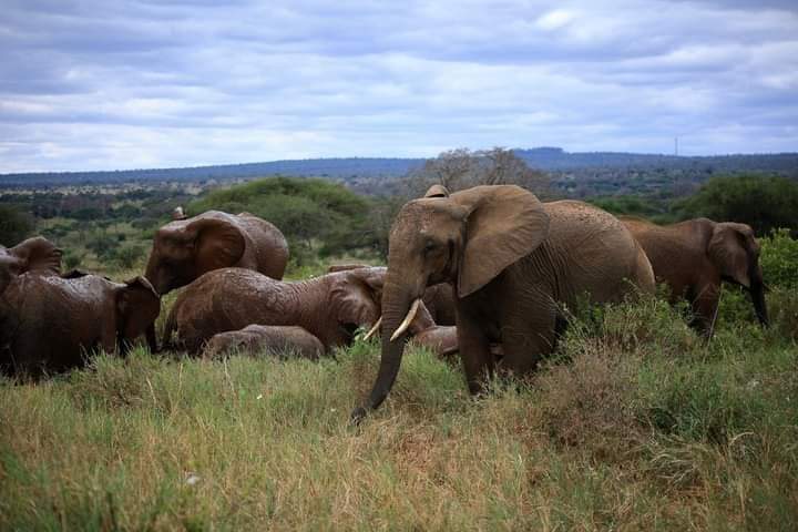 Image number 2 for 3 Days Fly In Safari To Ruaha National Park