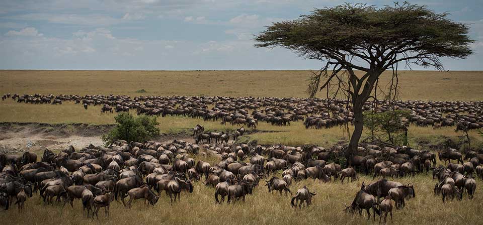 Image number 3 for 3 Days Selous Safari Tour