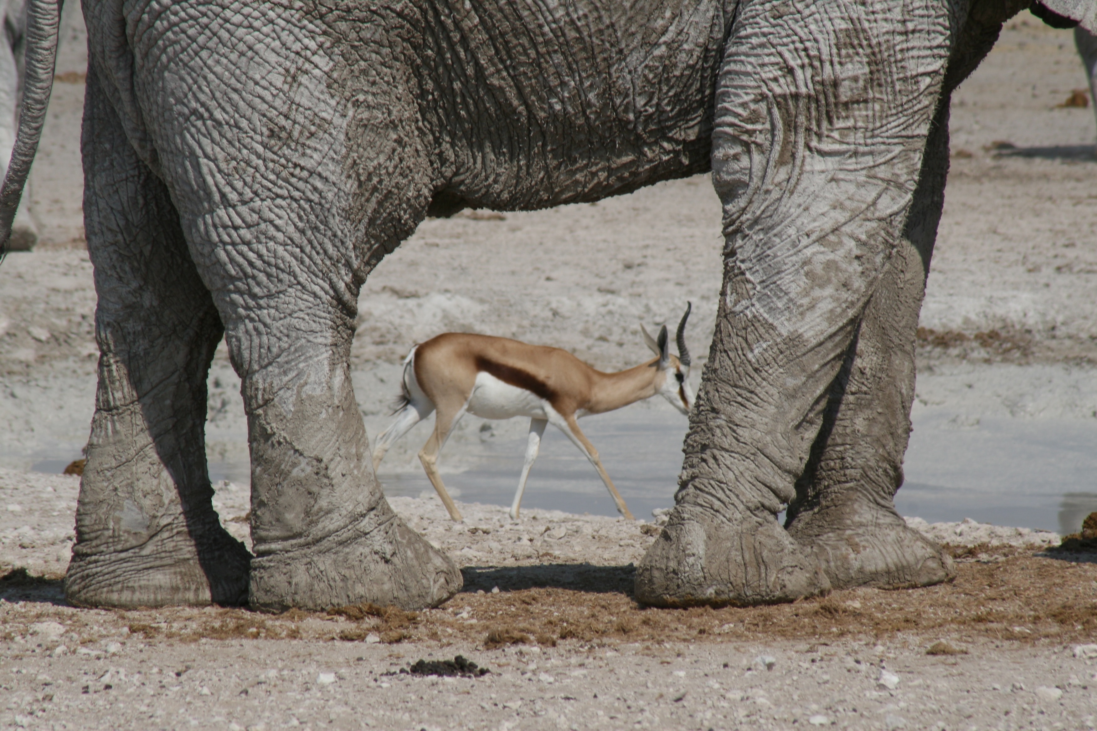 Image number 3 for  3 Days Serengeti Migration 