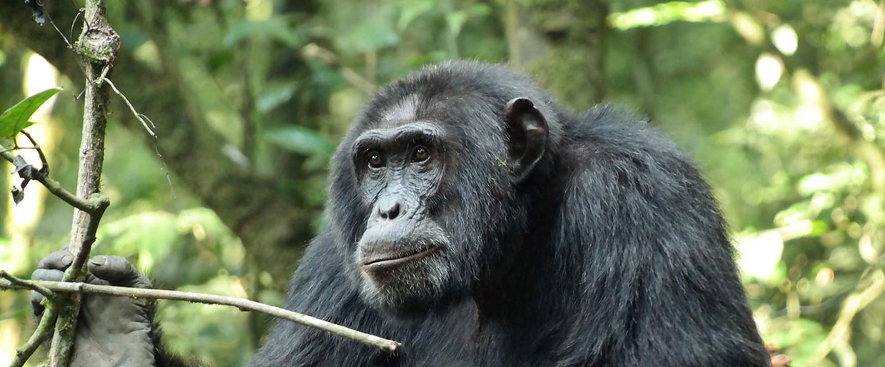 Image number 3 for Kibale Forest Chimp Tracking Safari