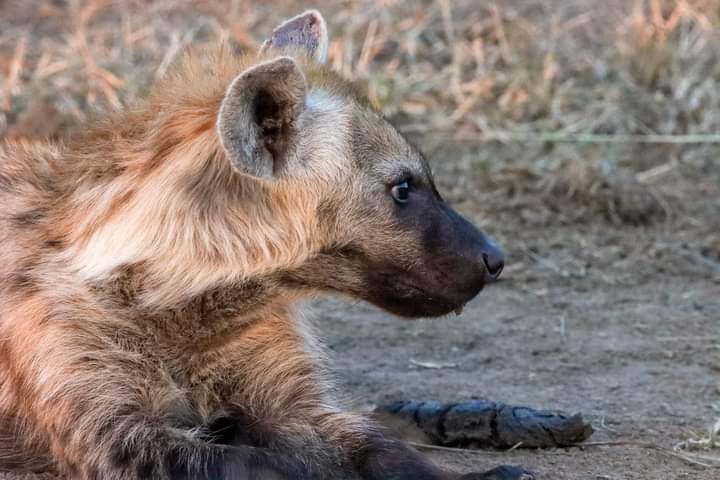 Image number 2 for Explore Samburu In Style: A 3-day Safari 