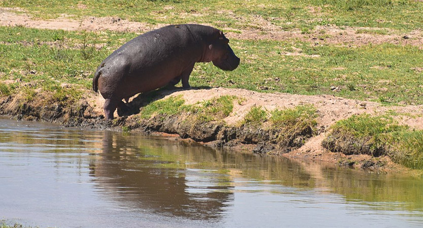 Image number 2 for 3 Days 2 Nights Southern Tanzania Safari