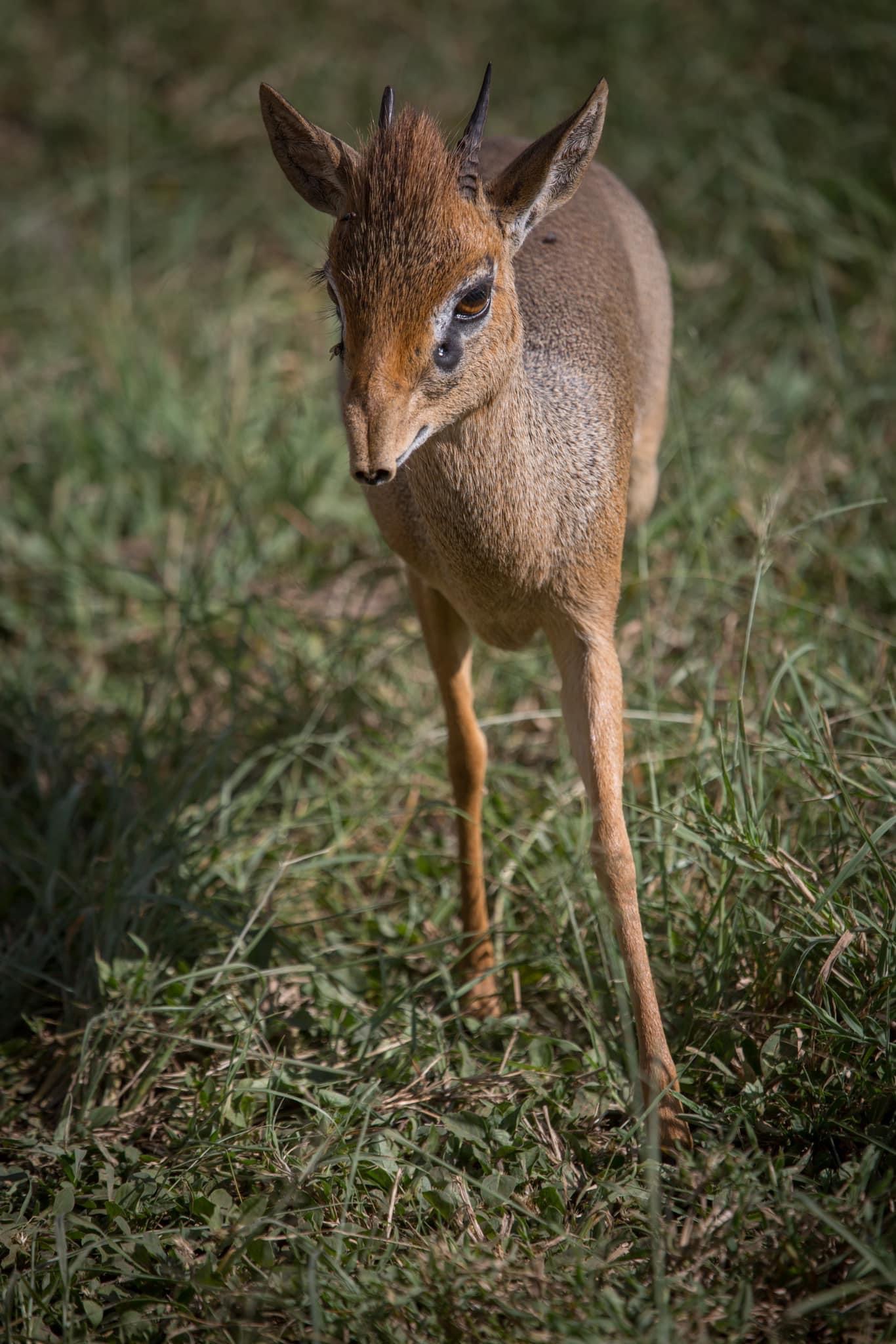 Image number 5 for 4days 3night Selous Game Reserve