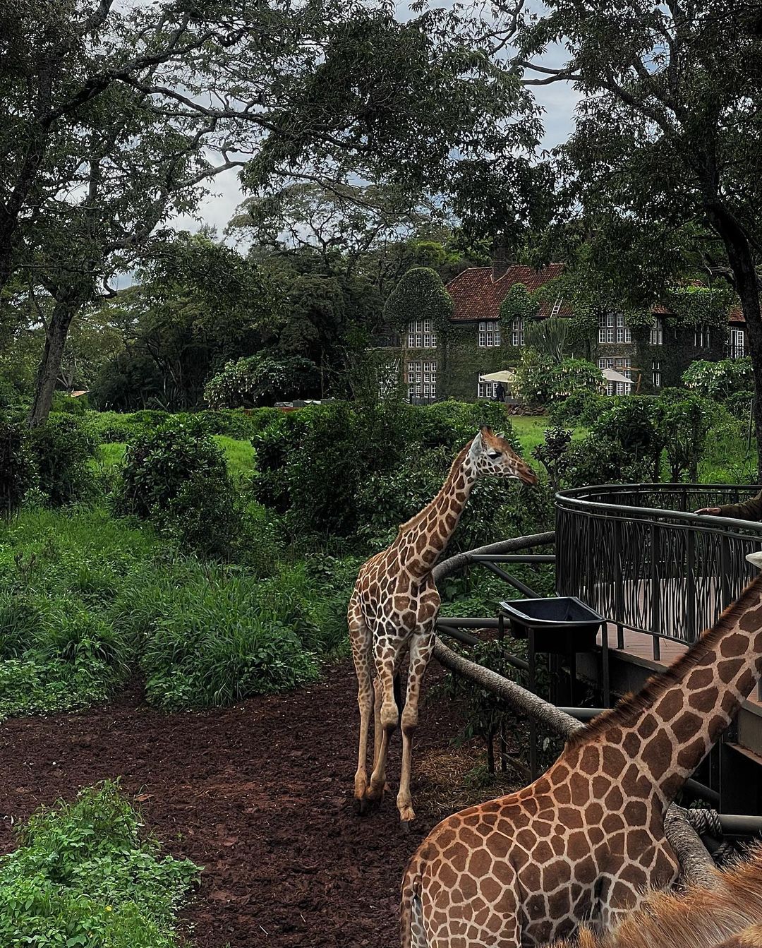 Image number 1 for Nairobi National Park And Giraffe Center
