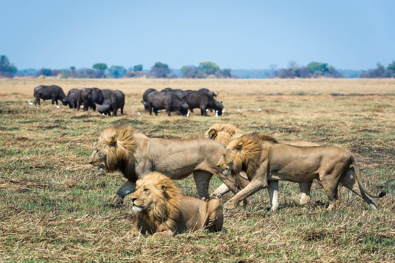 Image number 6 for Animal Migration Safari In Kenya 