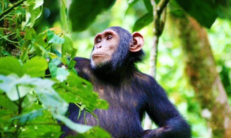 Image number 2 for Chimpanzee Trackking Experience